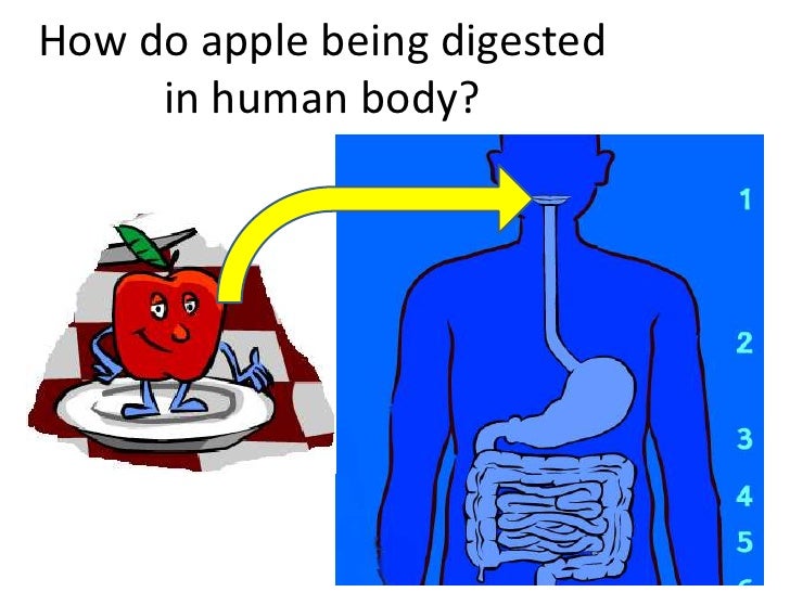 How do apple being digested in human body