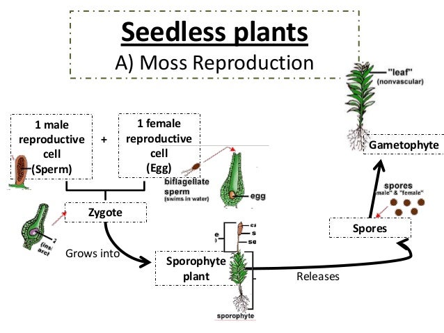 How Do Plants Reproduce