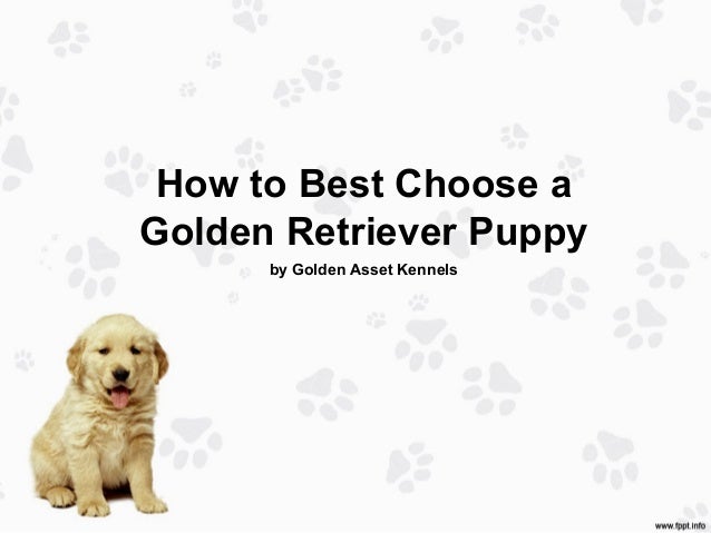how to choose a puppy how to best choose a golden retriever puppy how to choose a puppy how to best choose a golden retriever puppy
