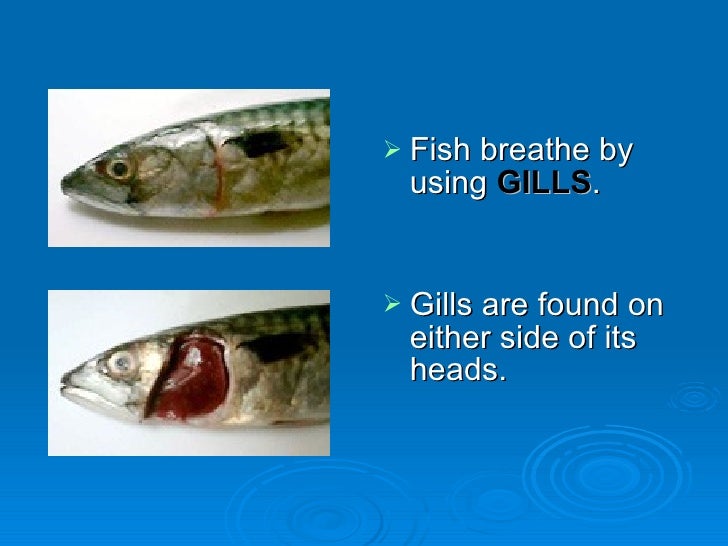 How To Fish N Plants Breathe