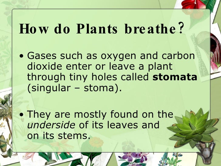 How To Fish N Plants Breathe