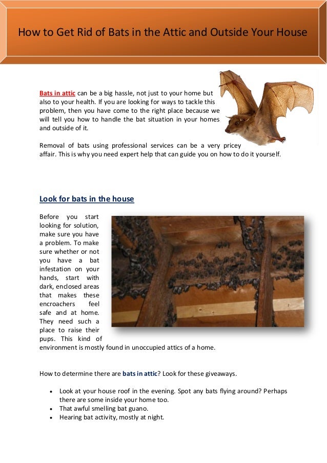 how to your not in the house how to get rid of bats in the attic and outside your house how to your not in the house how to get rid of bats in the attic and outside your house