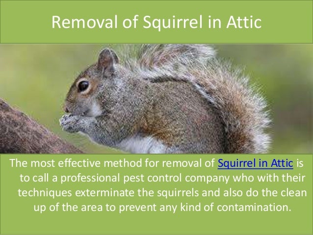 How to Get Rid of Squirrels in Attic? How to Get Rid of Squirrels in Attic?