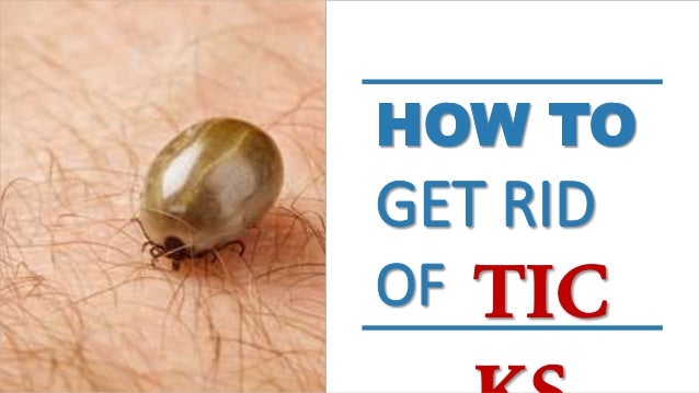 How To Get a Tick Off a Dog