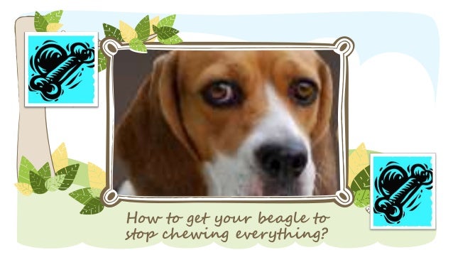 how to a to stop chewing how to get your beagle to stop chewing how to a to stop chewing how to get your beagle to stop chewing