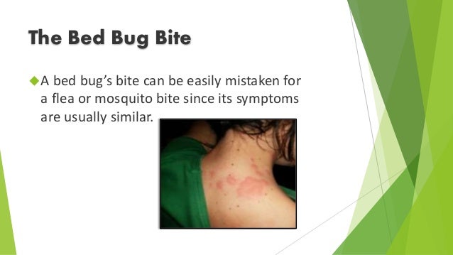 Bites and Infestations: Pictures of Bug Bites, Stings ...