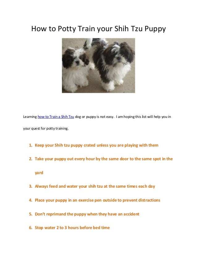 How to potty train your shih tzu puppy