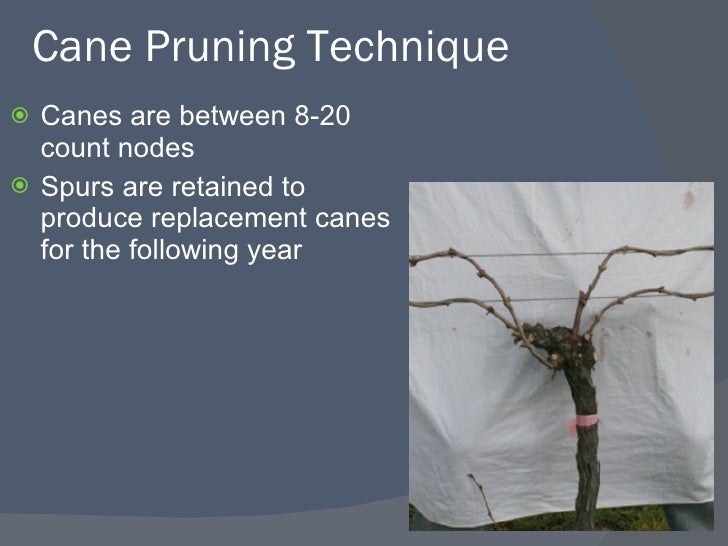How To Prune Grapevines Part 2
