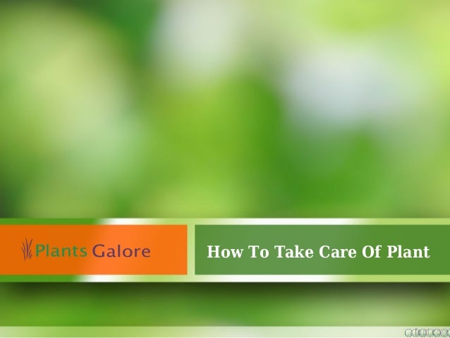 how to take care of plant plants galore online uk how to take care of plant plants galore online uk