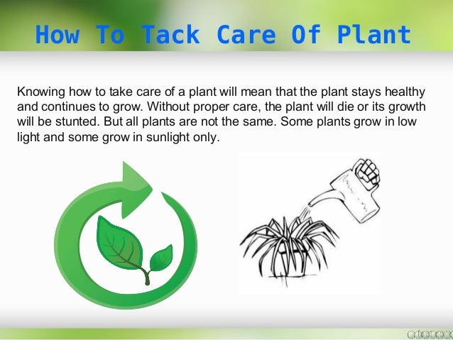 how to take care of plant plants galore online uk how to take care of plant plants galore online uk