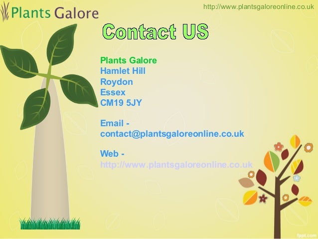 how to take care of plants plants galore online how to take care of plants plants galore online