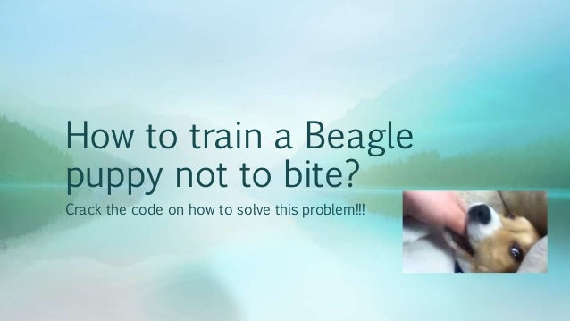 how to a puppy to not bite how to a beagle puppy not to bite the code on how to so how to a puppy to not bite how to a beagle puppy not to bite the code on how to so
