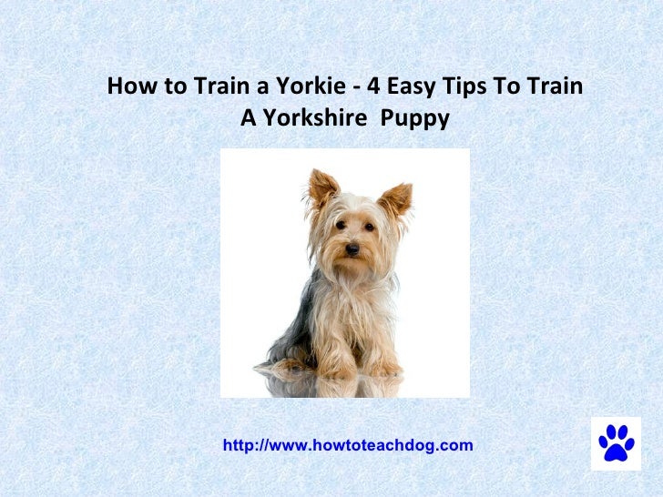 are yorkies easy to how to a yorkie 4 easy tips to a puppy are yorkies easy to how to a yorkie 4 easy tips to a puppy