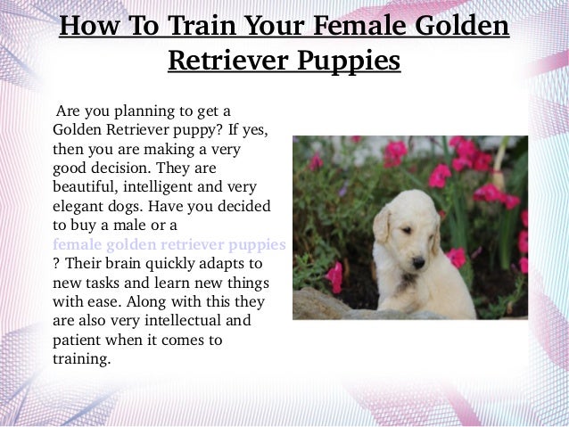 how to stop my golden retriever puppy from biting how to your golden retriever puppies how to stop my golden retriever puppy from biting how to your golden retriever puppies