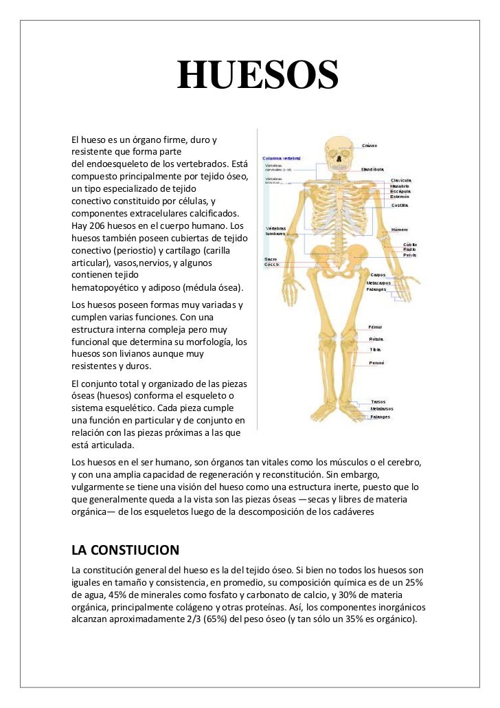 Huesos Anatomia