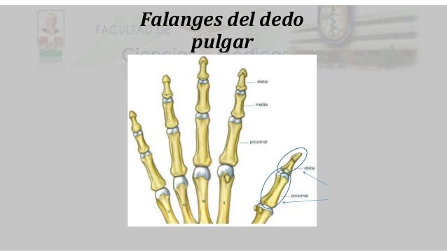 Huesos de la mano
