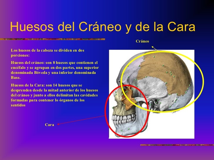 Huesos del craneo y cara anatomia