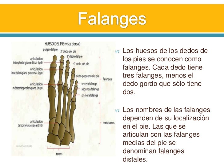 Nombre de los dedos de los pies - Imagui