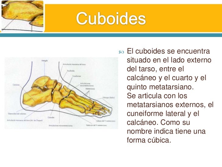 Huesos y Músculos del pie