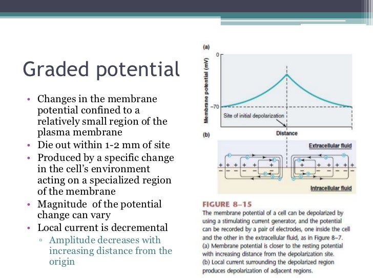 Human Physiology Part 4