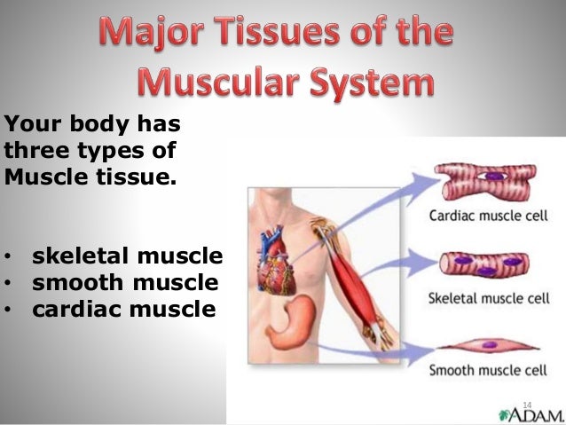 main tissues in the body and The four major tissue types: a tissue is a group of cells that are similar in function (and usually structure) generally, tissues work together in the body to form organs (eg heart, brain, liver, etc) there are four primary tissue types. main tissues in the body and The four major tissue types: a tissue is a group of cells that are similar in function (and usually structure) generally, tissues work together in the body to form organs (eg heart, brain, liver, etc) there are four primary tissue types.