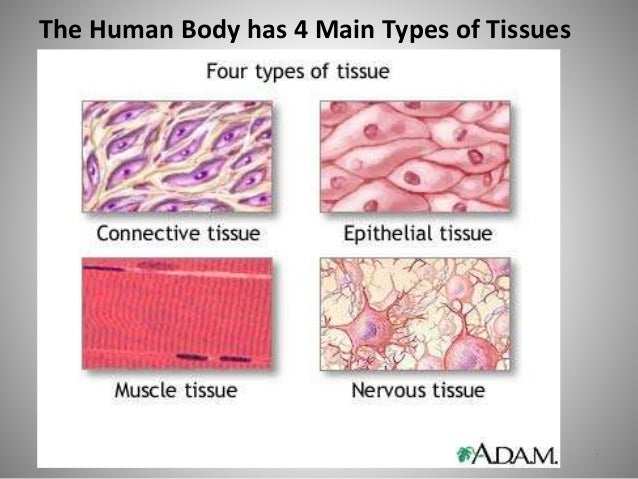 clipart of human tissue - photo #44