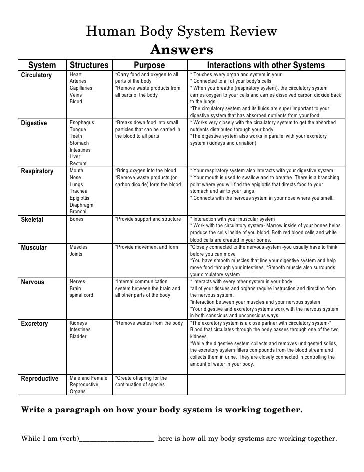 Body System Worksheet Answer Key