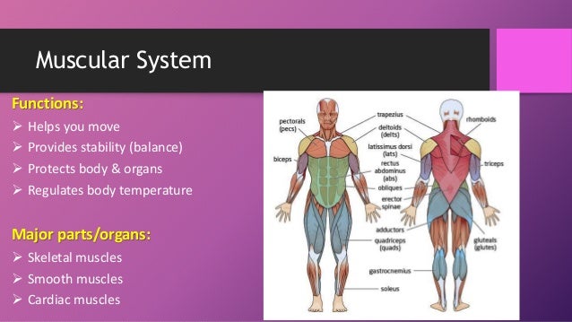 Muscular System Major Parts 89