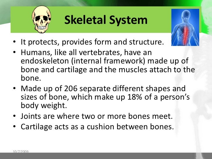 Human body systems for kids