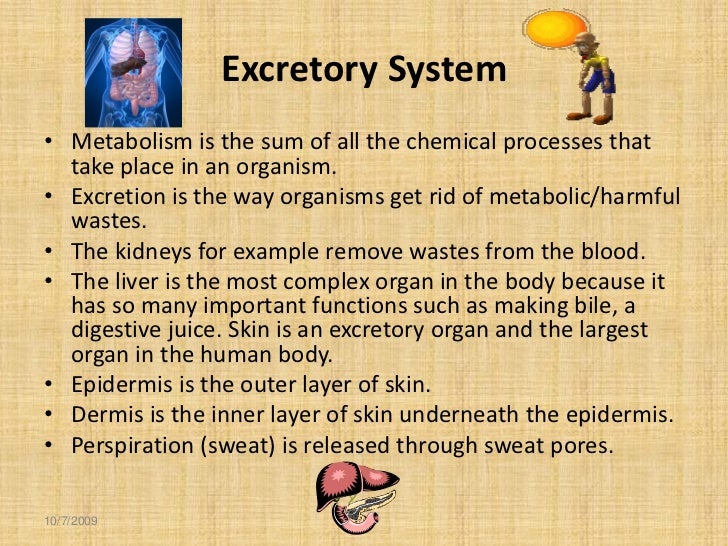 Excretory System Facts For Kids Excretory System Facts For Kids