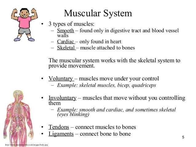 Human Body Systems PPT