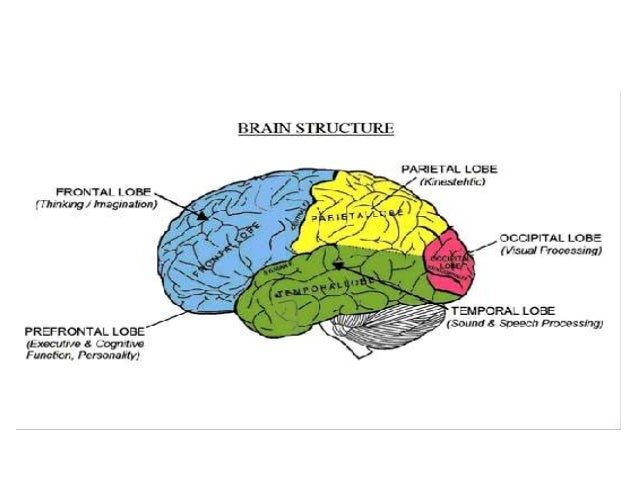 an introduction to the structure of the mind by kant The fundamental idea of kant's “critical philosophy” – especially in his itself depends on the way the human mind structures its experience. an introduction to the structure of the mind by kant The fundamental idea of kant's “critical philosophy” – especially in his itself depends on the way the human mind structures its experience.