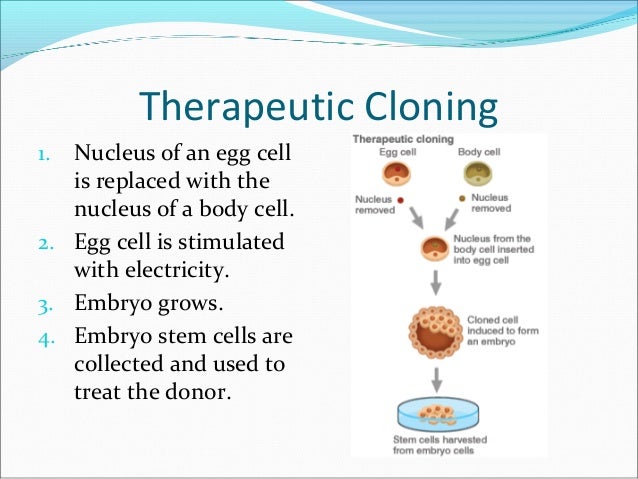 Cloning Humans Essay