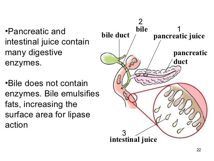 Human digestion teacher