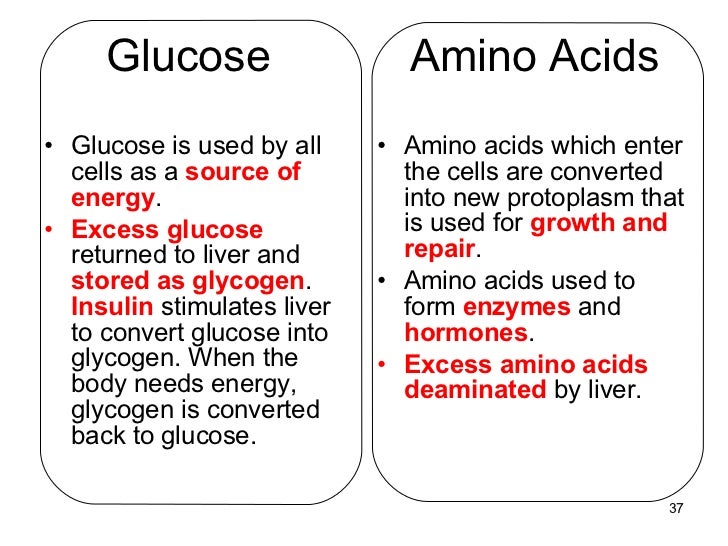 Human digestion teacher