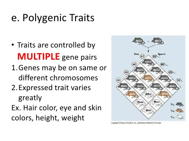 human genetic inheritance patterns venn diagram of single gene traits and polygenic traits