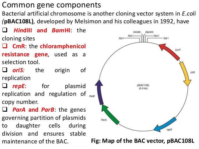 essay about human genome project essay about human genome project