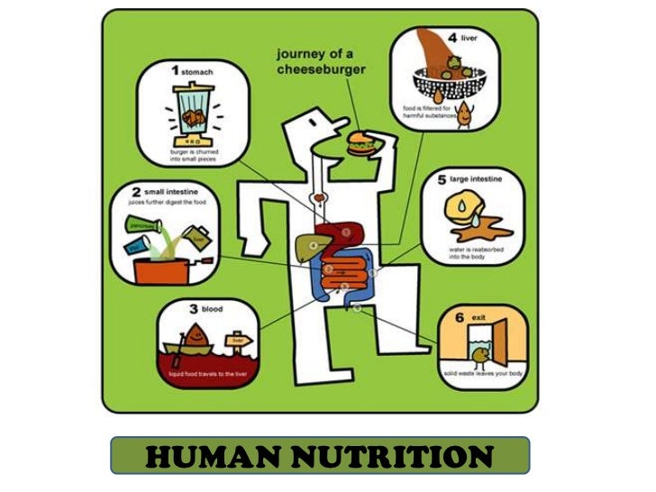 human nutrition