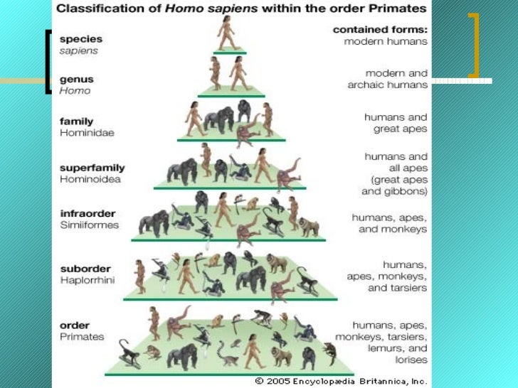 Humans and other primates