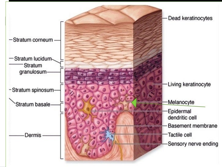 Histology (Skin) - Part 1 sweat pore diagram 