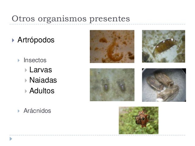 Resultado de imagen para flora y fauna en los humedales de ventanilla