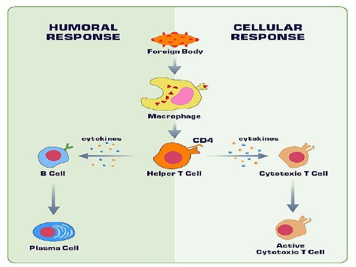 Cell mediated immune response   youtube