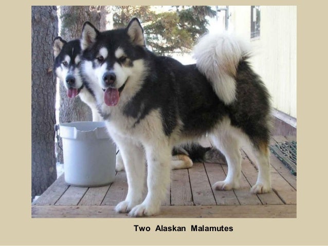 manual alaskan complete owner pet malamutes