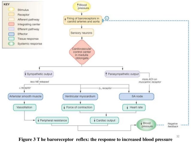 Hypertension presentation