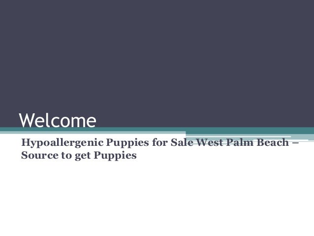 puppies for sale in west palm hypoallergenic puppies for sale west palm source to get puppi puppies for sale in west palm hypoallergenic puppies for sale west palm source to get puppi
