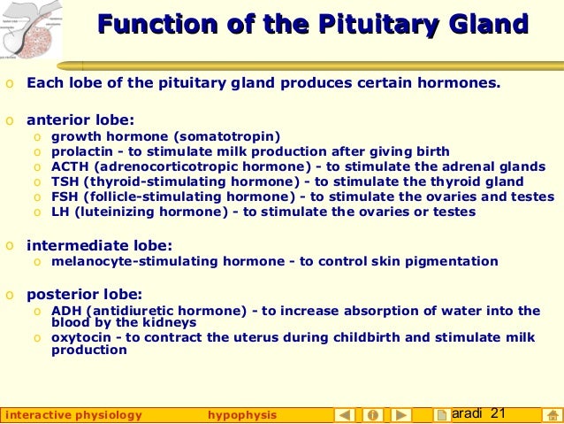 SEARCH AND BUY THIS PRODUCT Hypophysis (Pituitary Gland)