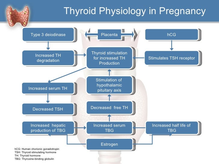 Hypothyroidism a clinical perspective