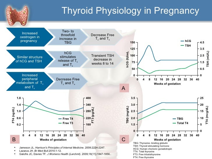hypothyroidism a clinical perspective thyroid levels pregnancy chart