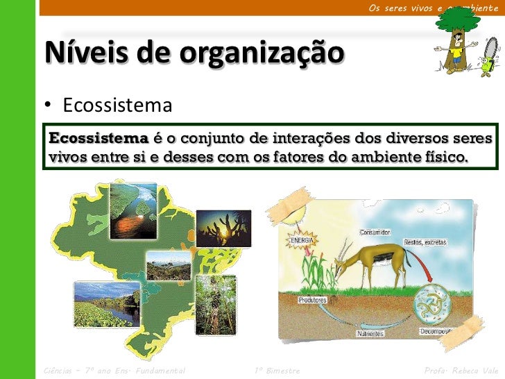 Diferencie O Nivel De Organizaçao Comunidade Do Nivel Ecossistema