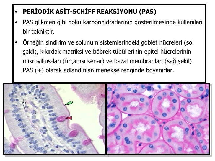histolojiye giriş (fazlası için )